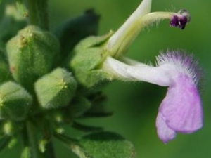 �����Ĺ�Ч������