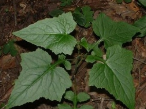 ��ݫ�ĵĹ�Ч������