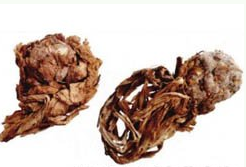 ��ҩ ��ɽѩ��