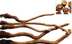 ��ҩ�� ������