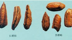 ��ҩ�� ɣ���