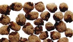 ��ҩ�� ������