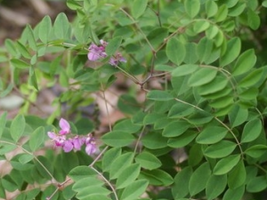 ����ľ���Ĺ�Ч������