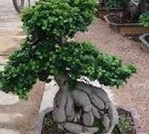 �عϸ��Ĺ�Ч������