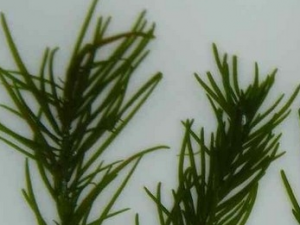 �̺��ɵĹ�Ч������