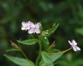 ����Ҷ�˵Ĺ�Ч������