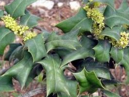 �۹�Ҷ����Щ��Ч������