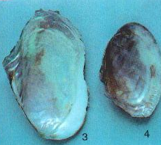 ����ĸ�Ĺ�Ч������