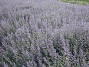 ������Ĺ�Ч������