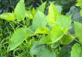 ɣ֦�Ĺ�Ч������