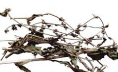 ��ҩ ����