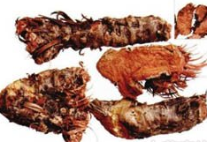 ��ҩ �쾰��