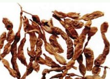 ��ҩ�� ����