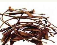 ��ҩ�� �μ���