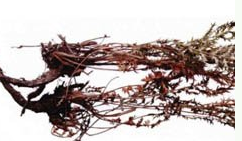 ��ҩ�� ί���