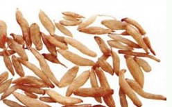 ��ҩ�� ɽ��