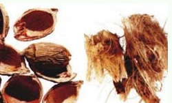 ��ҩ�� ��Ƥ