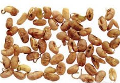 ��ҩ�� �󶹻ƾ�