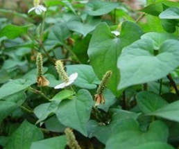 ���鵤�ݵĹ�Ч������