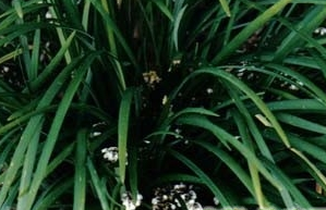 ��Ҷ�ؽײݵĹ�Ч������