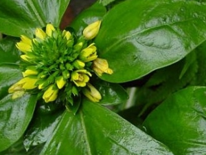 ���Ŀ��ߵĹ�Ч������