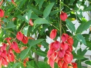 ��ͩҶ�Ĺ�Ч������