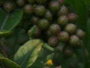 ��Ҷ������Ҷ�Ĺ�Ч������