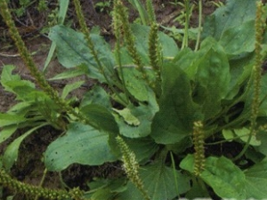 �ᳵǰ�Ĺ�Ч������