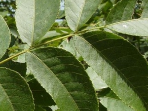 ������Ҷ�Ĺ�Ч������