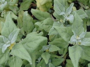 ���ӵĹ�Ч������