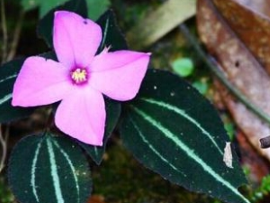 ����ͷ��Ĺ�Ч����������Щ