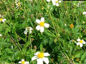 �׻�����ݵĹ�Ч����������Щ