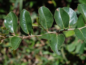 ��Ҷ����ľ�Ĺ�Ч����������Щ