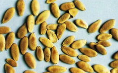 ����ӵĹ�Ч������