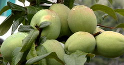 Ұľ�ϵĹ�Ч������