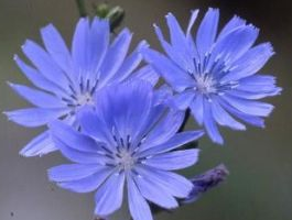 ���ĵĹ�Ч������