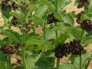 ������ҩ��ޱ