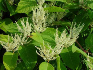 �ٳ�����ҩ����