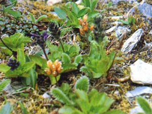 �ٳ�����ҩ������