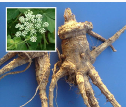 ��ҩ �ϻ�ǰ��