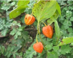 ��ҩ ������