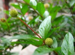 ��ҩ ������