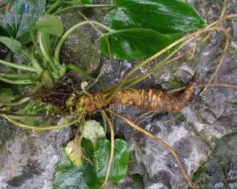 ��ҩ ֩����