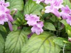 ��ҩ ޤ����Ҷ