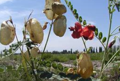 ��ҩ ���ݲ�