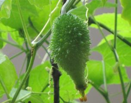 ��ҩ Ұ���