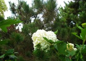 ��ҩ ľ����