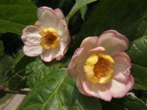 ��ҩ ����÷