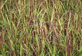 ��ҩ �����ö���