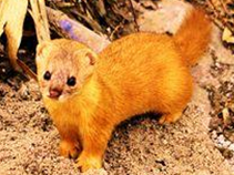 ��ҩ ������